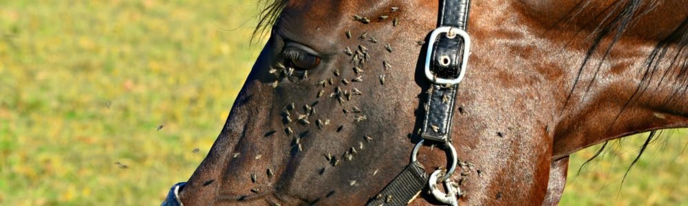 mabelamber-horse-3562871